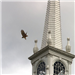 Fourth Place: Richard F. Clemens, Jr. - Red Tailed Hawk Flying Off First Church Steeple