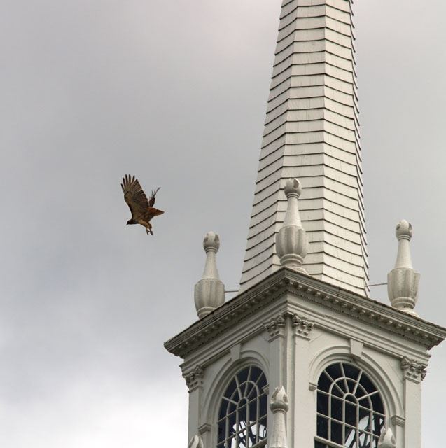 Fourth Place: Richard F. Clemens, Jr. - Red Tailed Hawk Flying Off First Church Steeple