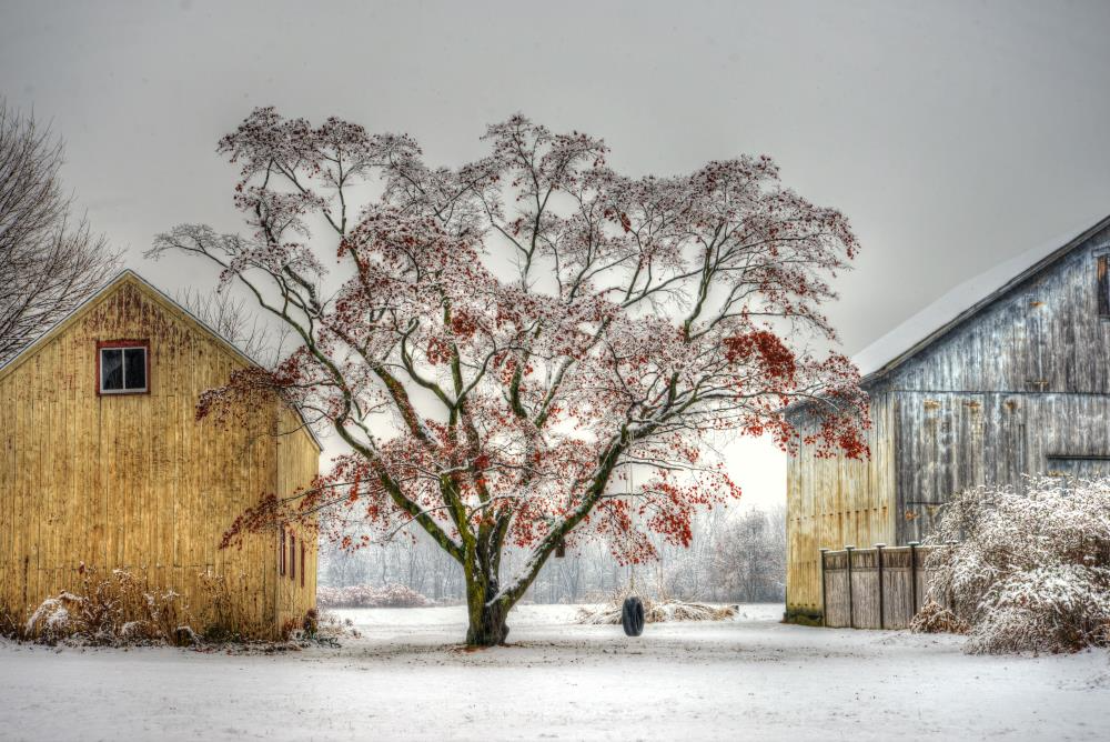 Tree Swing on the green