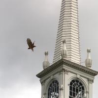 2013 Photo Contest 4th Richard F. Clemens Jr. – Red Tailed Hawk Fly off First Church Steeple